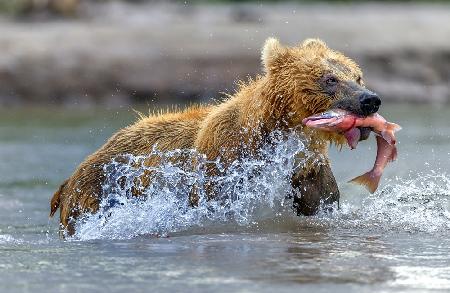 Fishing - Kamchatka, Russia