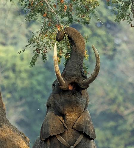 The branch and the elephant