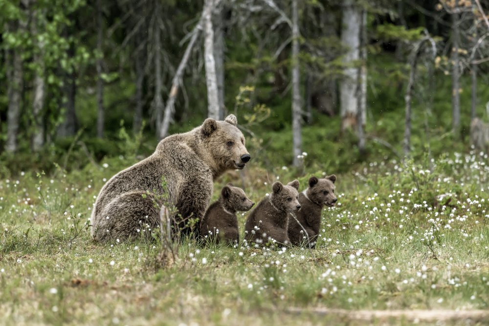 Family bears from Giuseppe DAmico