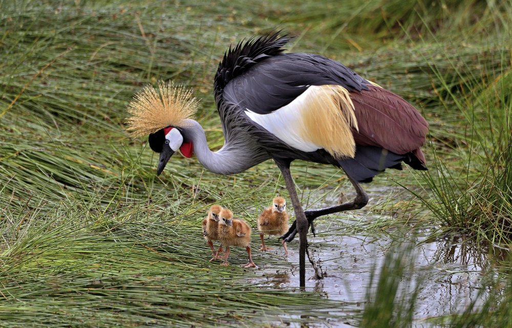 Crowned crane and its little ones from Giuseppe DAmico