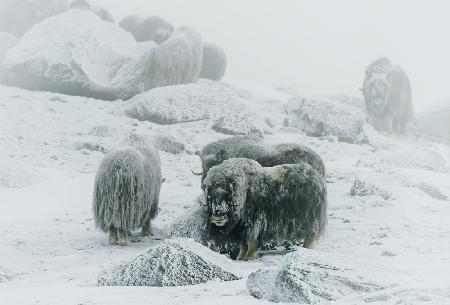 Musk ox, between the fog and frost
