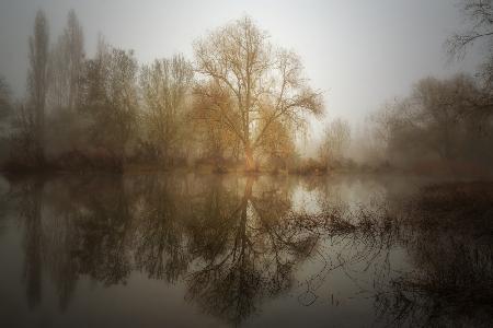 Mist willow