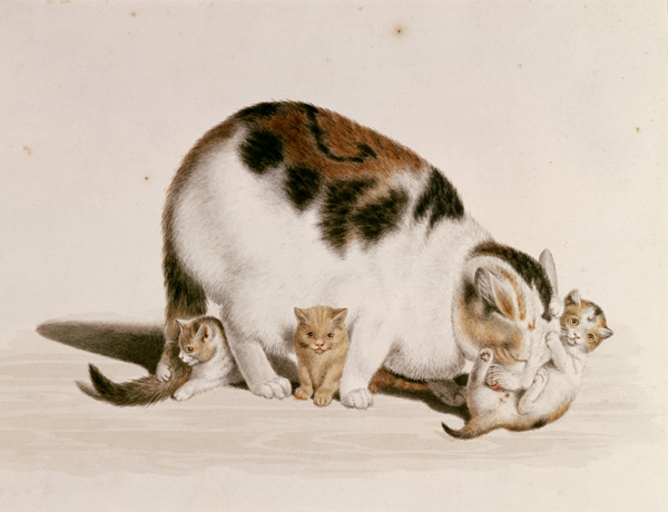 Cat with three boys from Gottfried Mind
