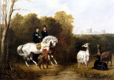 Queen Victoria (1819-1901) and Prince Albert (1819-61) Viewing the Llamas in the House Park, Windsor from Gourlay Steell