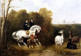 Queen Victoria (1819-1901) and Prince Albert (1819-61) Viewing the Llamas in the House Park, Windsor