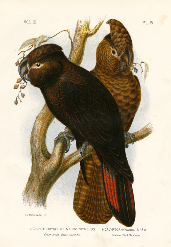 Great-Billed Black Cockatoo from Gracius Broinowski