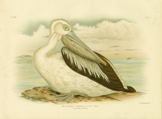 Australian Pelican from Gracius Broinowski