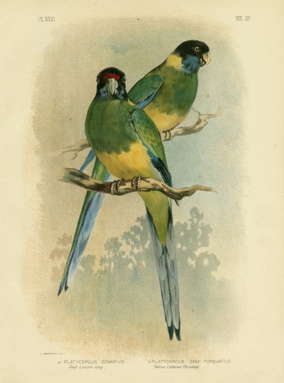 Bauer'S Parakeet Or Port Lincoln Lory from Gracius Broinowski