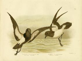 Black-Bellied Storm Petrel