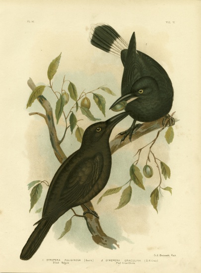 Black Magpie Or Black Currawong from Gracius Broinowski