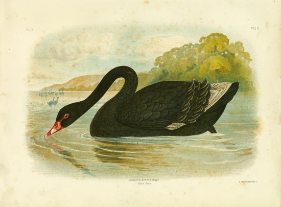 Black Swan from Gracius Broinowski