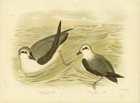 Broad-Billed Prion