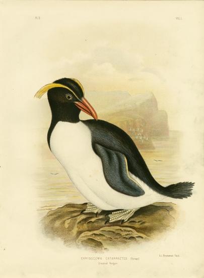Crested Penguin from Gracius Broinowski