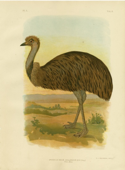 Emu from Gracius Broinowski