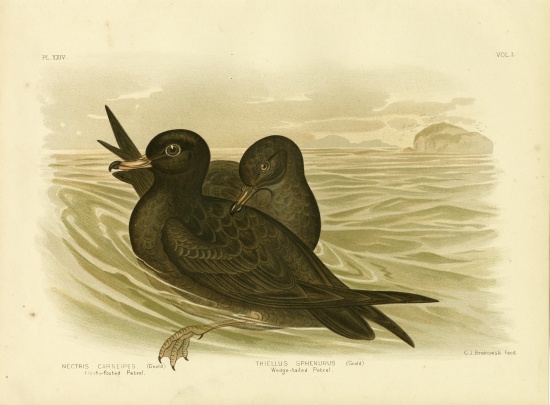 Fleshy-Footed Petrel from Gracius Broinowski