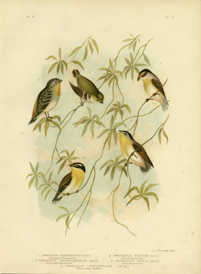Forty-Spotted Diamondbird Or Forty-Spotted Pardalote from Gracius Broinowski