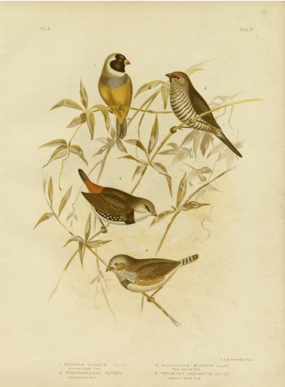 Golden Grass Finch from Gracius Broinowski