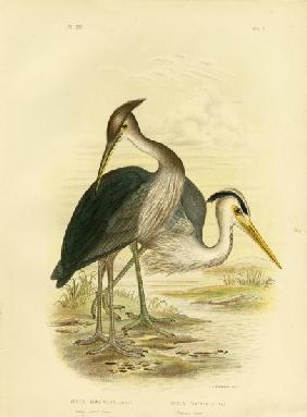Great-Billed Heron Or Dusky-Grey Heron