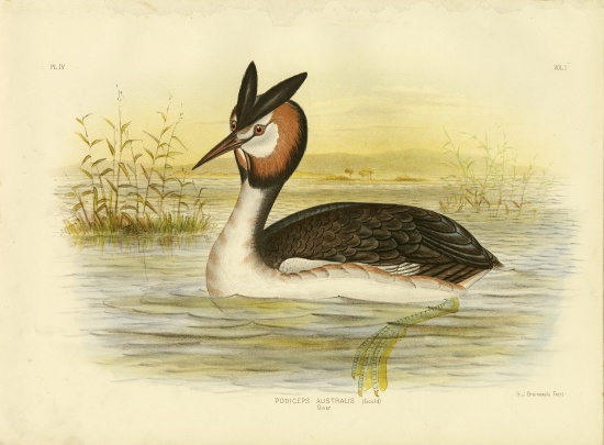 Great Crested Grebe from Gracius Broinowski