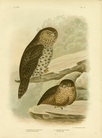 Great Owl Of The Brushes Or Powerful Owl from Gracius Broinowski