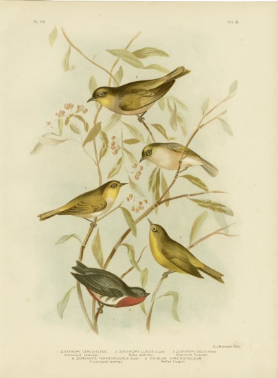 Grey-Backed Zosterops from Gracius Broinowski