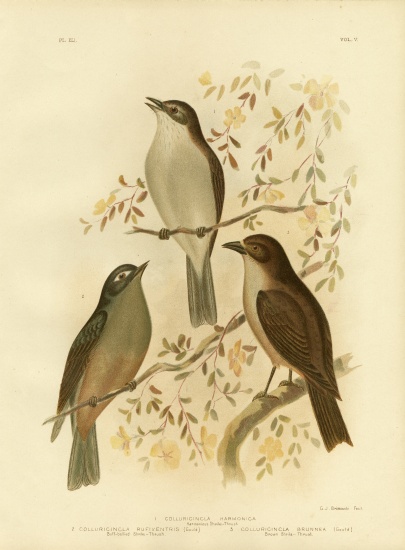 Harmonious Shrike-Thrush Or Grey Shrike-Thrush from Gracius Broinowski