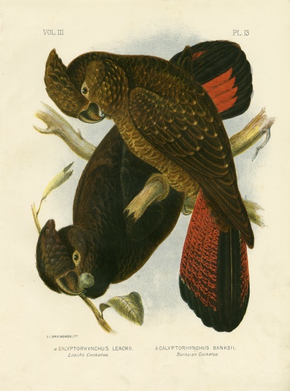 Leach'S Cockatoo from Gracius Broinowski
