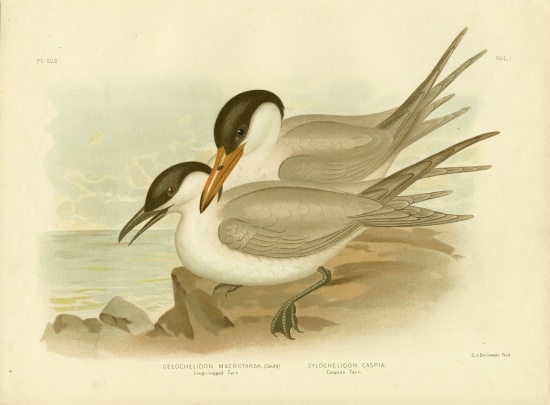 Long-Legged Tern from Gracius Broinowski