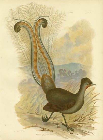Lyrebird from Gracius Broinowski