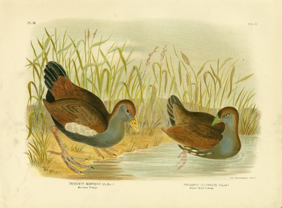 Mortiers Tribonyx Or Tasmanian Nativehen from Gracius Broinowski