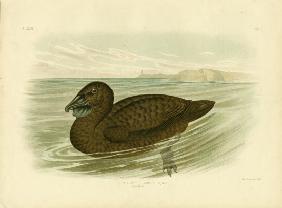 Musk Duck