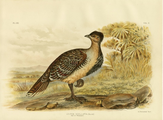 Native Pheasant Or Malleefowl from Gracius Broinowski