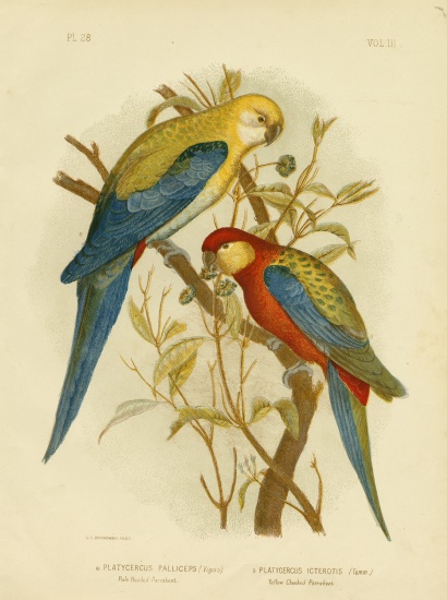 Pale-Headed Parakeet Or Pale-Headed Rosella from Gracius Broinowski