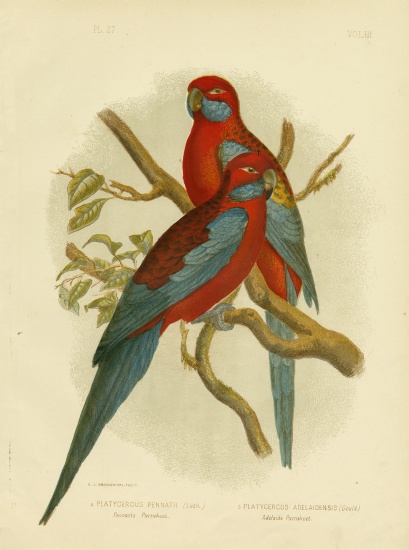Pennants Parakeet Or Crimson Rosella from Gracius Broinowski