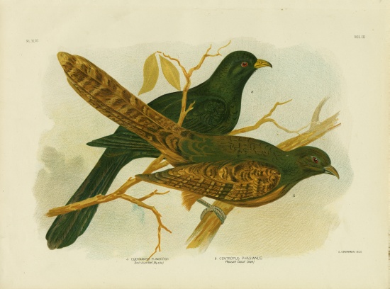 Pheasant Coucal from Gracius Broinowski