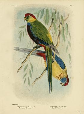 Red-Capped Parakeet