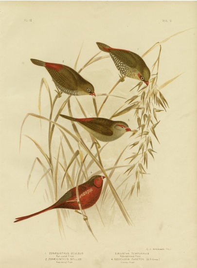 Red-Eared Finch from Gracius Broinowski