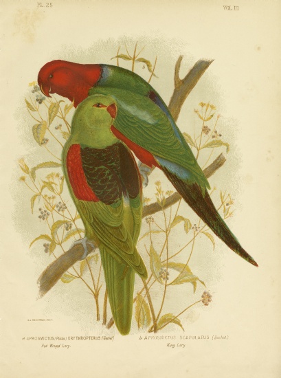 Red-Winged Lori Or Red-Winged Parrot from Gracius Broinowski