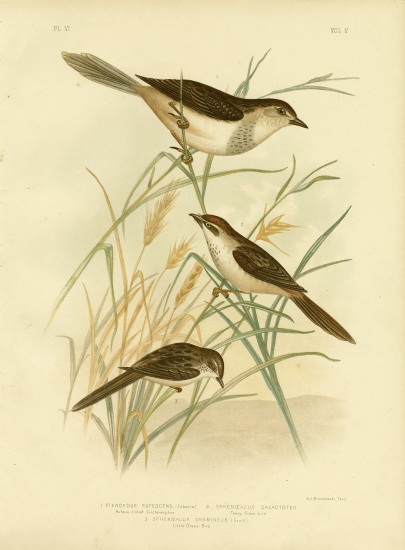 Rufous-Tinted Cincloramphus Or Rufous Songlark from Gracius Broinowski