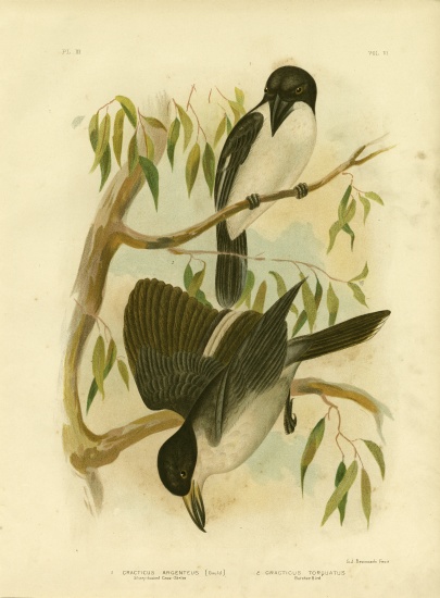 Silverys-Backed Crow-Shrike Or Silver-Backed Butcherbird from Gracius Broinowski