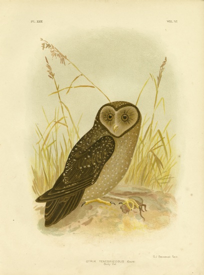 Sooty Owl from Gracius Broinowski