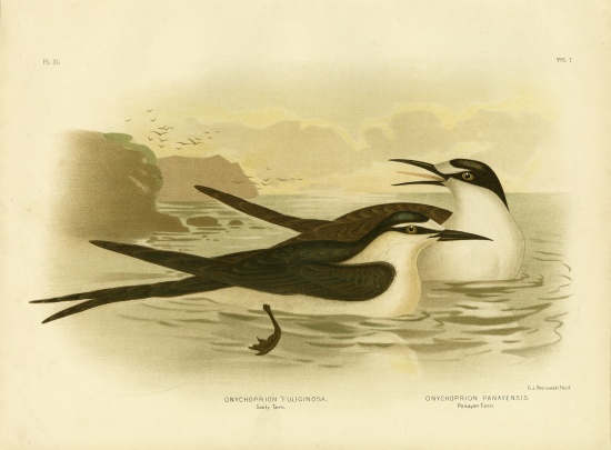 Sooty Tern from Gracius Broinowski