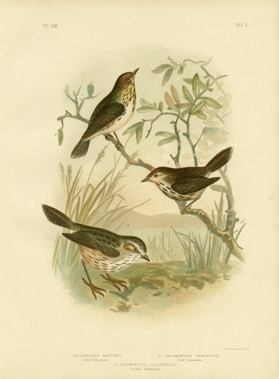 Speckled Warbler from Gracius Broinowski