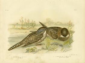 Spotted Nightjar