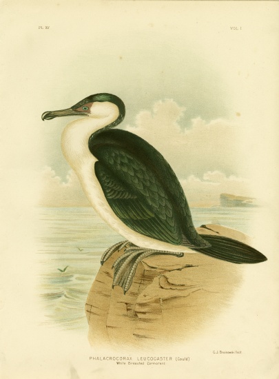 White-Breasted Cormorant from Gracius Broinowski
