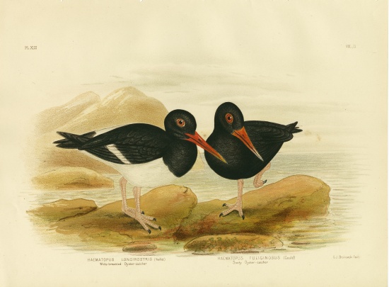 White-Breasted Oystercatcher from Gracius Broinowski