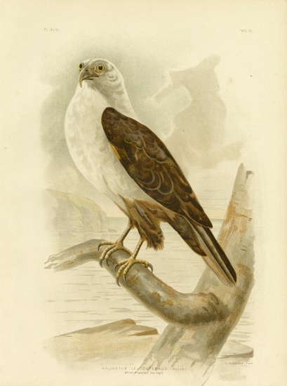 White-Breasted Sea Eagle from Gracius Broinowski
