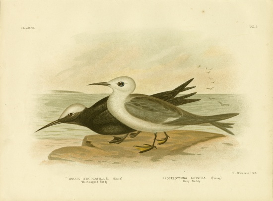 White-Capped Noddy from Gracius Broinowski