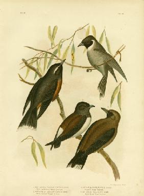 White-Eyebrowed Wood Swallow