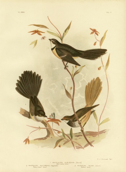 White-Shafted Fantail Or Grey Fantail from Gracius Broinowski